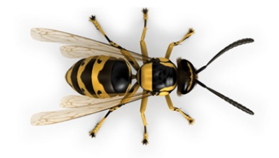 Unterschied zwischen Biene und -Wespe
