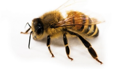 Unterschied zwischen Biene und Wespe